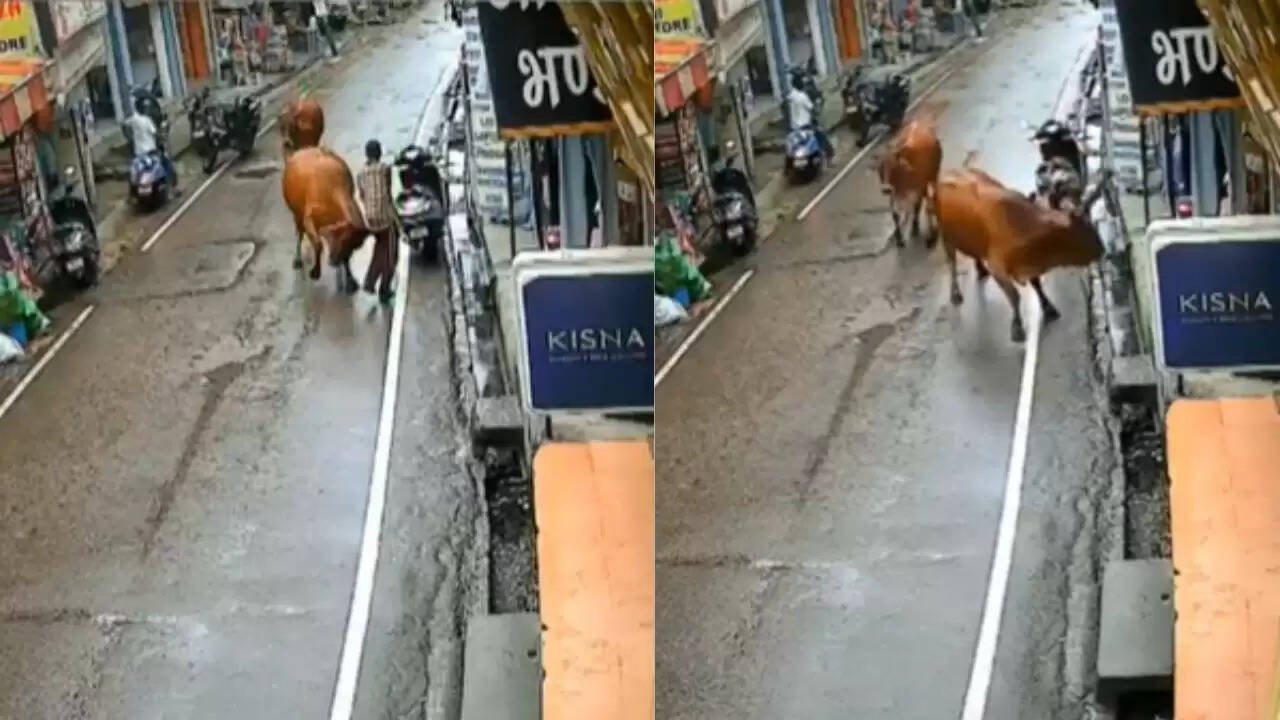 घुमारवीं में लावारिस सांड का हमला, स्थानीय लोगों में बढ़ा गुस्सा