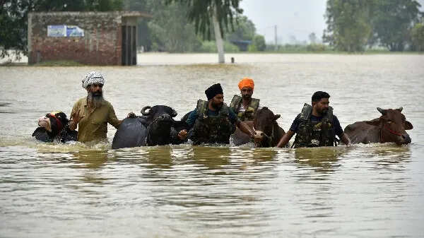 पंजाब में बाढ़ का संकट: 1300 गांव प्रभावित, बारिश जारी