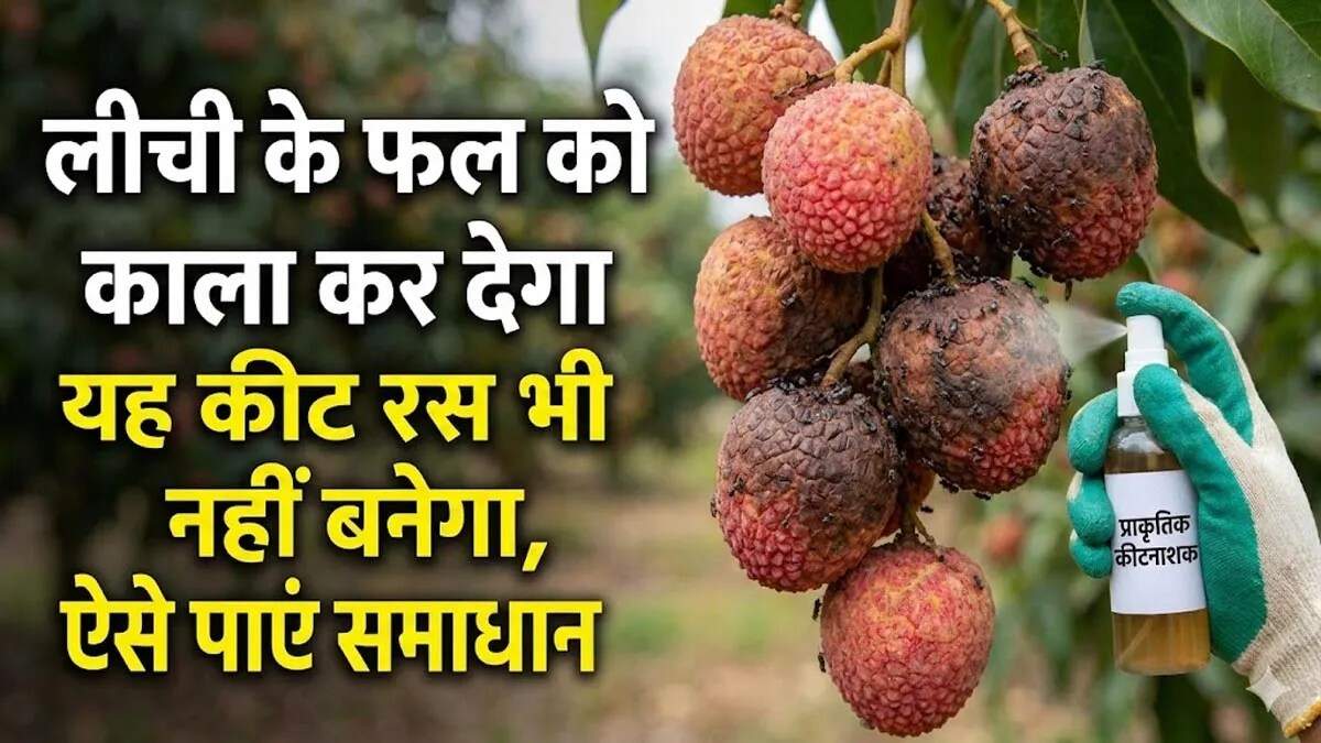 लीची के बागानों में स्टिंक बग का खतरा: किसानों के लिए सलाह