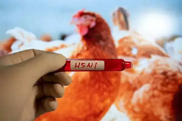 ऑस्ट्रेलिया ने H5N1 बर्ड फ्लू के प्रकोप से निपटने के लिए की तैयारियां