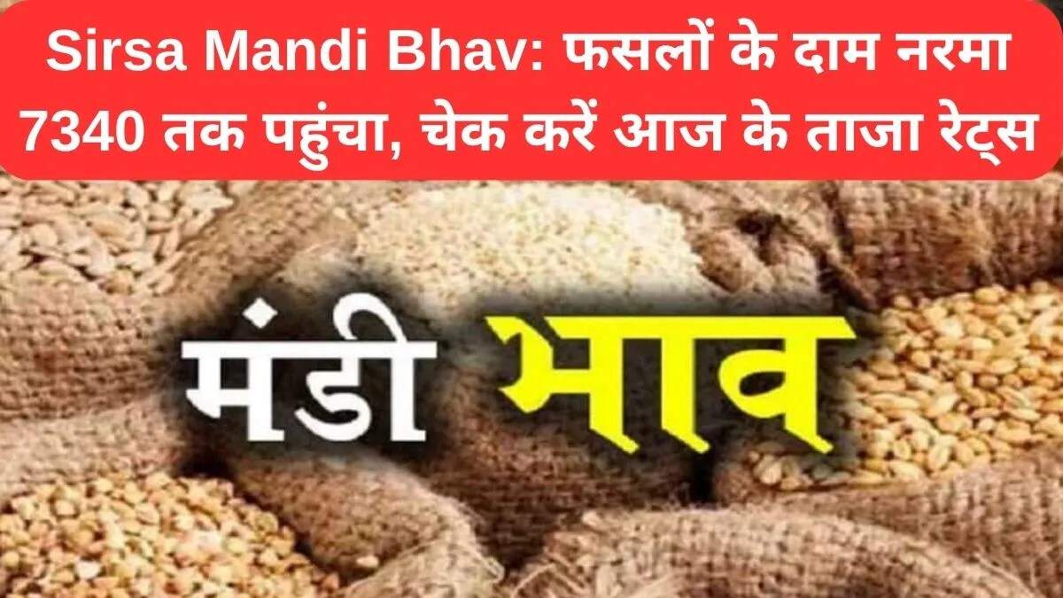 सिरसा मंडी में आज के ताजा भाव: जानें सभी फसलों के दाम