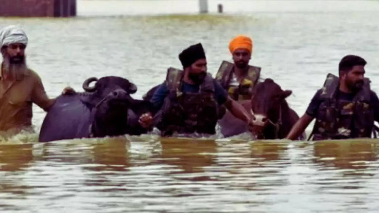 पंजाब में बाढ़ और 'गल-घोटू' बीमारी से निपटने में सरकार की प्रभावी पहल