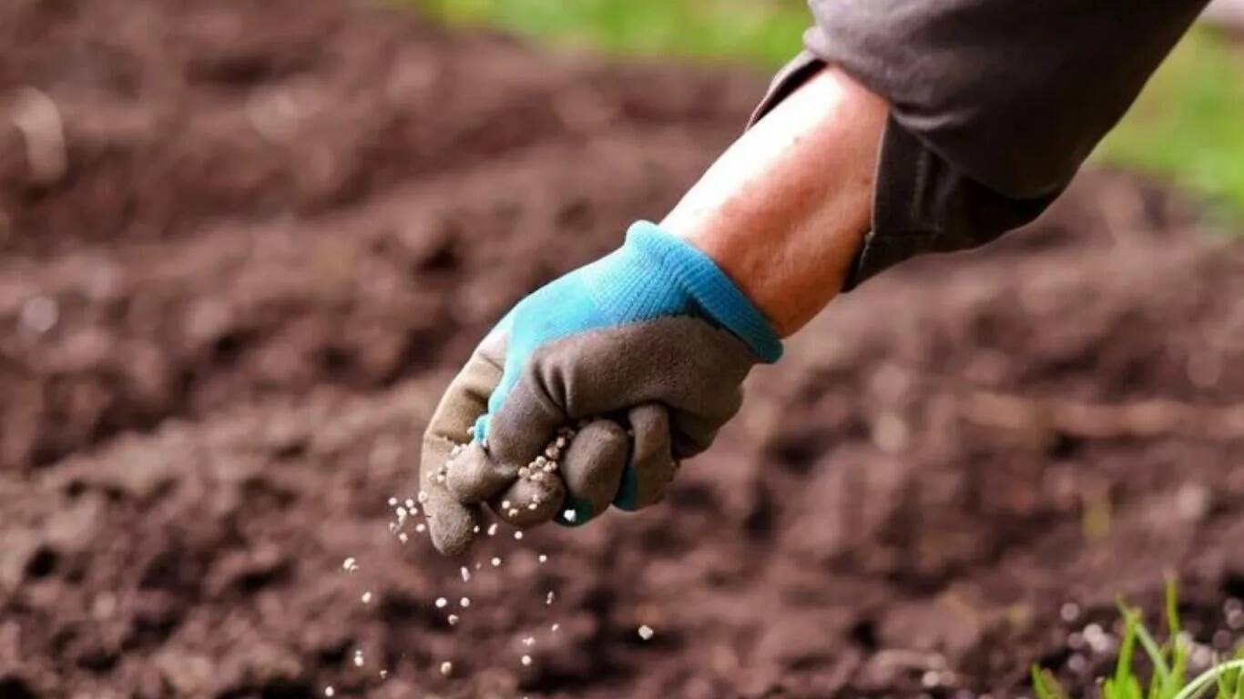 चरखी दादरी में डीएपी खाद की कमी से किसान परेशान