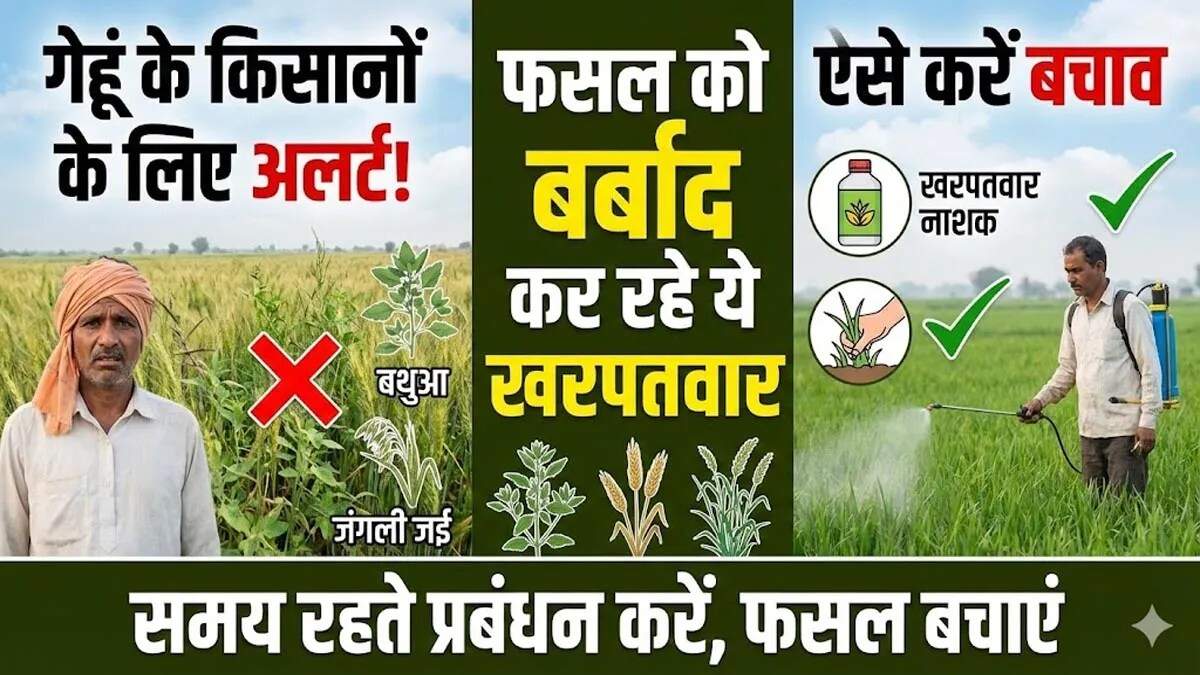 गेहूं की फसल में रोगों और खरपतवारों का नियंत्रण: किसानों के लिए महत्वपूर्ण जानकारी
