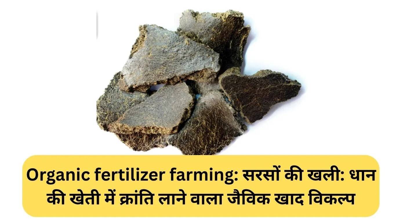 सरसों की खली: धान की खेती में जैविक खाद का क्रांतिकारी विकल्प