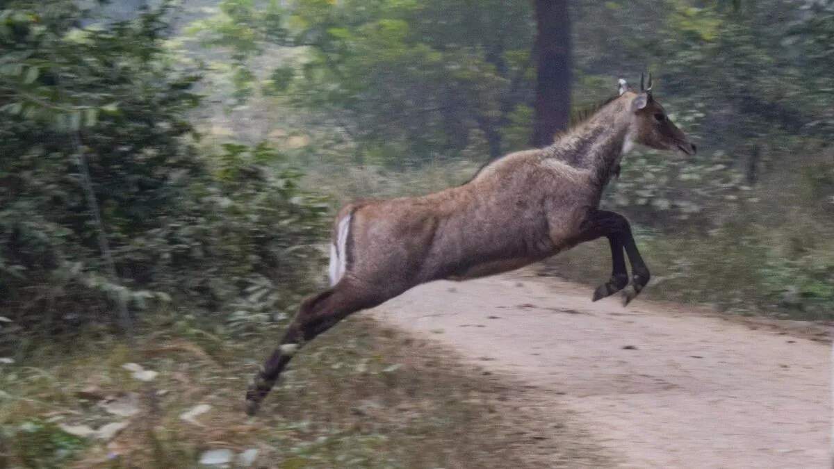 नीलगाय: एक अनोखी प्रजाति जो गाय से नहीं है संबंधित
