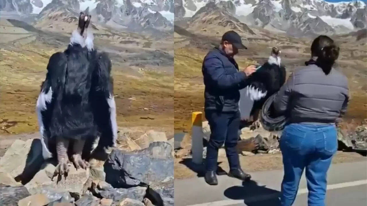 सोशल मीडिया पर वायरल हुआ जटायु का वीडियो, लोग कर रहे हैं चर्चा