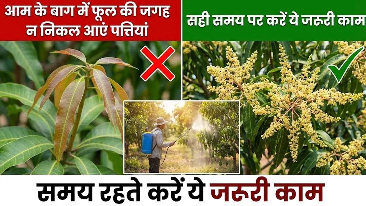 आम की बागवानी में जनवरी की चुनौतियाँ और समाधान