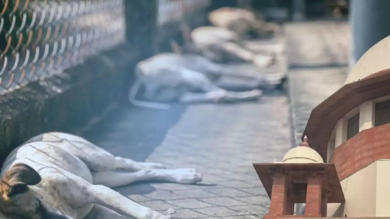 सुप्रीम कोर्ट का आवारा कुत्तों के मामले में नया आदेश