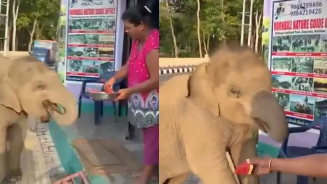 नन्हे हाथी का तरबूज मांगने वाला वीडियो हुआ वायरल