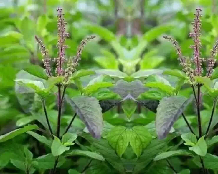 तुलसी: माइग्रेन के लिए एक प्राकृतिक उपचार