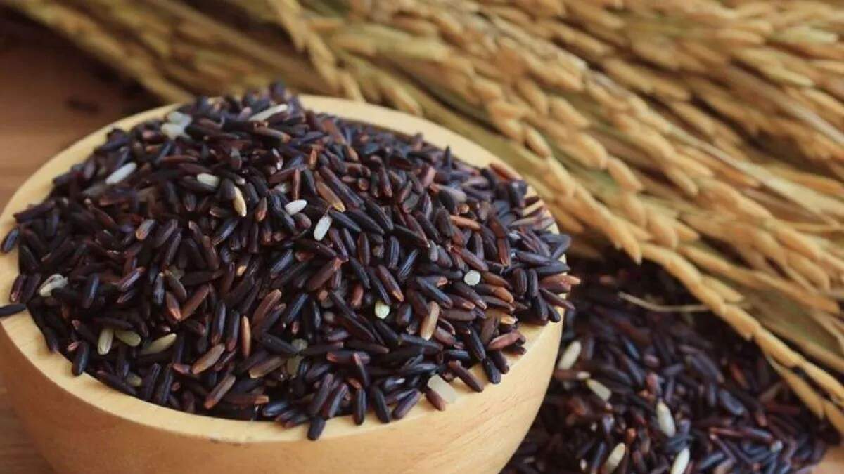 काले गेहूं की खेती: जानें टॉप 3 किस्में और मुनाफा