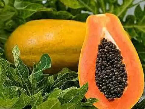पपीते के बीज: स्वास्थ्य के लिए अनमोल और महंगे