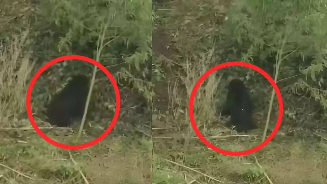 पिथौरागढ़ में भालू का भांग के नशे में धुत वीडियो वायरल