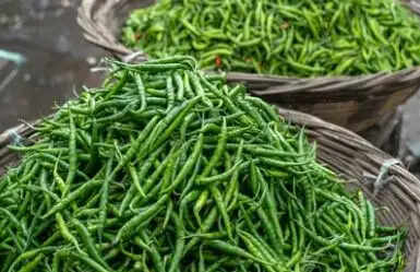 हरी मिर्च के स्वास्थ्य लाभ: जानें कैसे ये आपके लिए फायदेमंद हैं