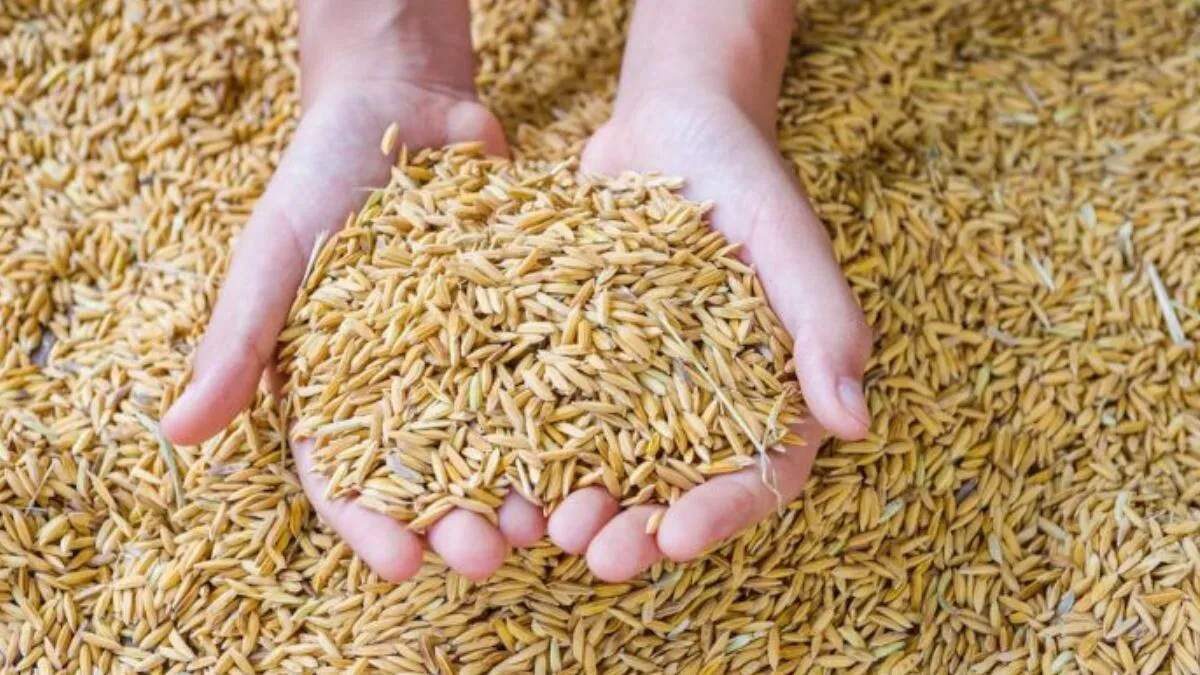 हरियाणा में धान खरीद नीति का इंतज़ार, मिलर्स ने दी चेतावनी