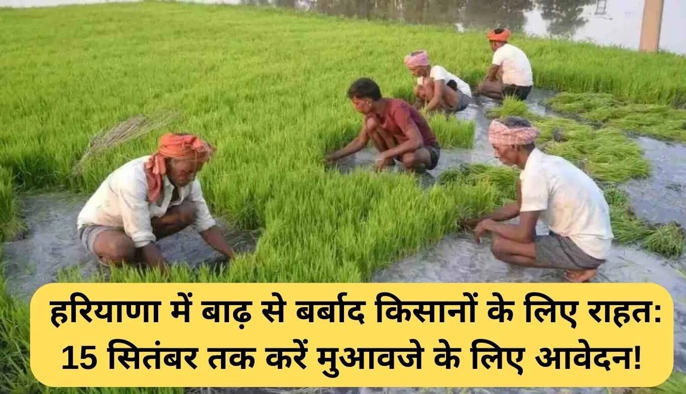 हरियाणा में बाढ़ से प्रभावित किसानों के लिए राहत: 15 सितंबर तक करें आवेदन