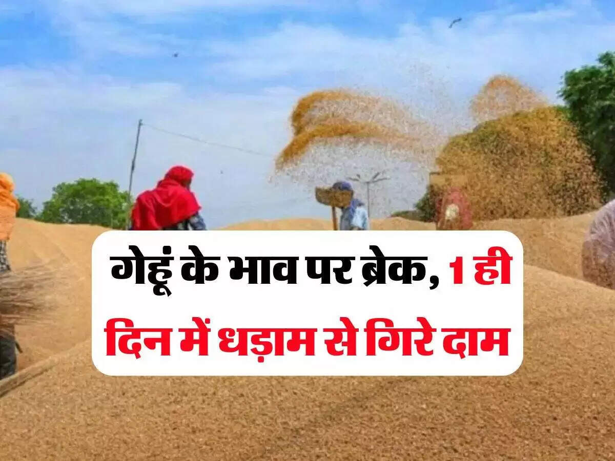 गेहूं के दाम में अचानक गिरावट: जानें कारण और वर्तमान स्थिति