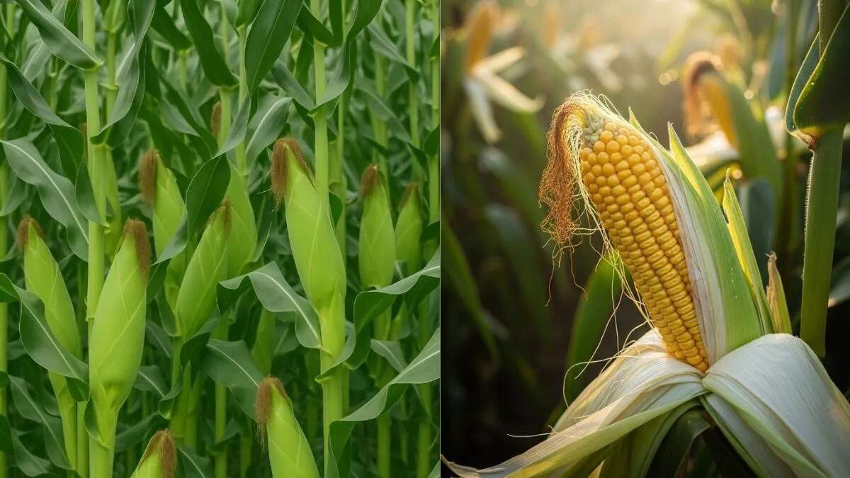 मक्का की खेती: किसानों के लिए लाभकारी किस्में और मुनाफा