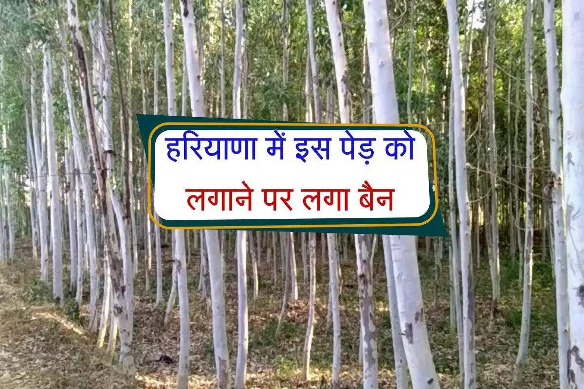 हरियाणा में सफेदा की खेती पर प्रतिबंध: पर्यावरण के लिए खतरा