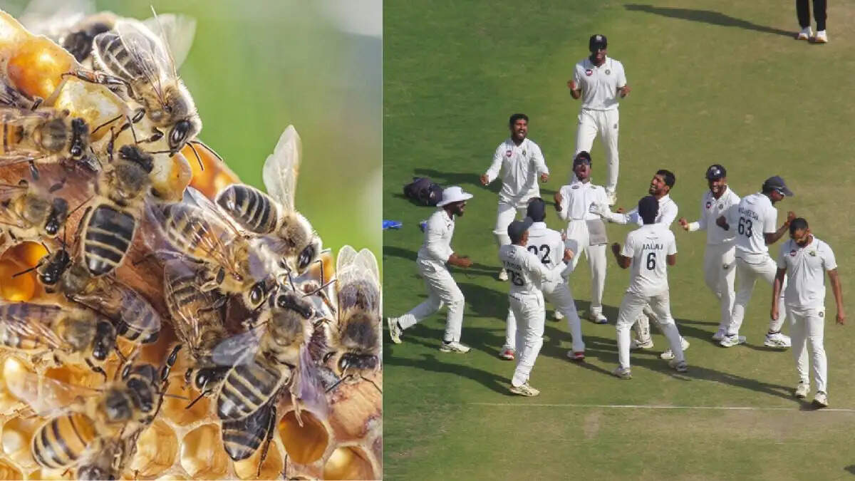 मैदान पर मधुमक्खियों के हमले से खिलाड़ियों में हड़कंप, एक अंपायर की मौत