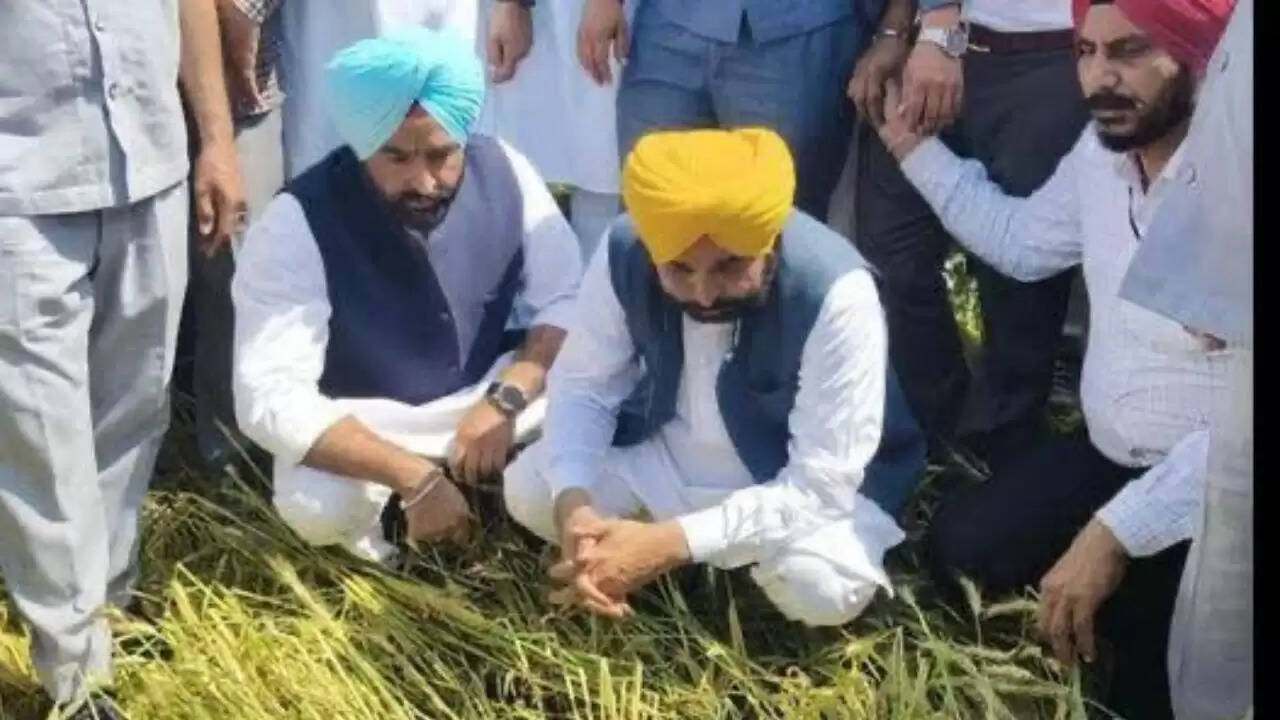 पंजाब में मुख्यमंत्री भगवंत मान की नई कृषि पहल