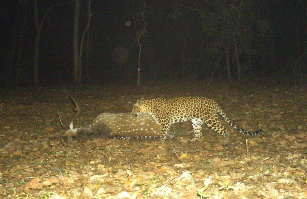 सीतानदी क्षेत्र में लगे ट्रैप कैमरों में जंगली-जानवर कैद.