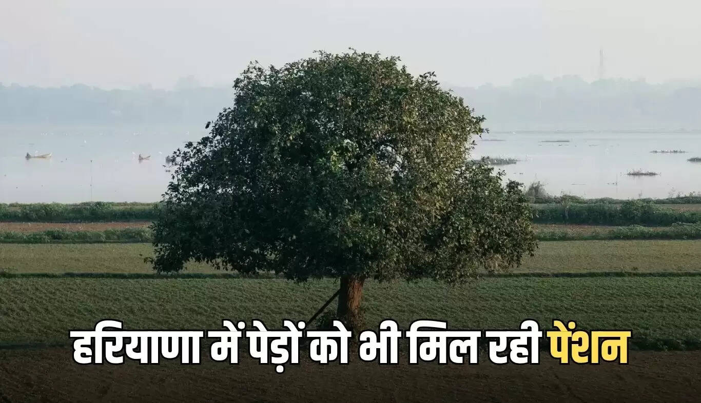 हरियाणा में पेड़ों को मिल रही पेंशन, 75 साल पुराने पेड़ों की देखभाल करने वालों को प्रोत्साहन