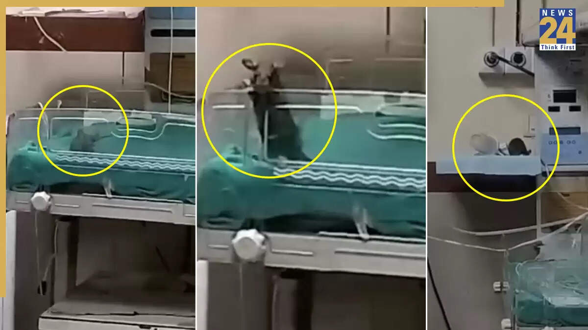 इंदौर अस्पताल में चूहों के हमले से नवजात शिशुओं को हुआ नुकसान