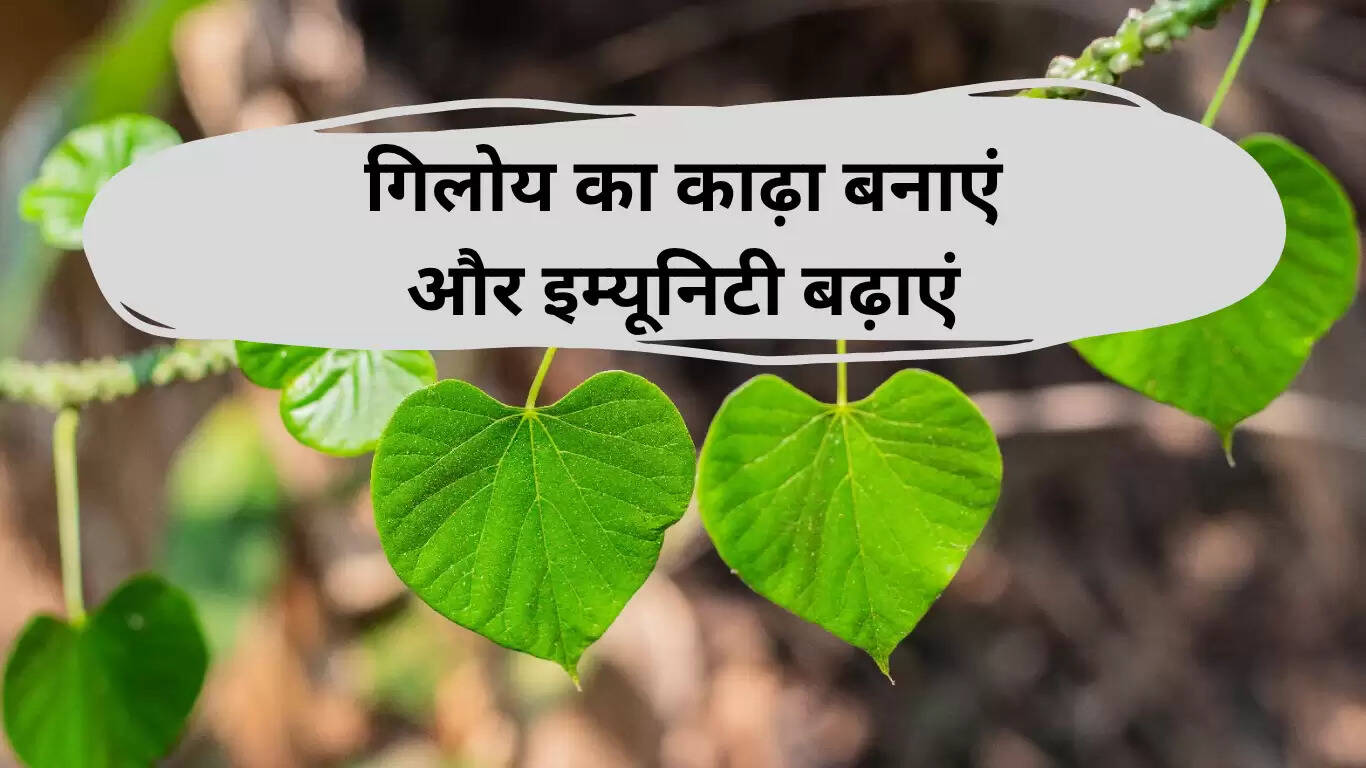 गिलोय का काढ़ा बनाने की विधि: इम्यूनिटी बढ़ाने का प्राकृतिक उपाय