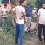 रेवाड़ी में केमिकल युक्त पानी पीने से 20 गायों की मौत