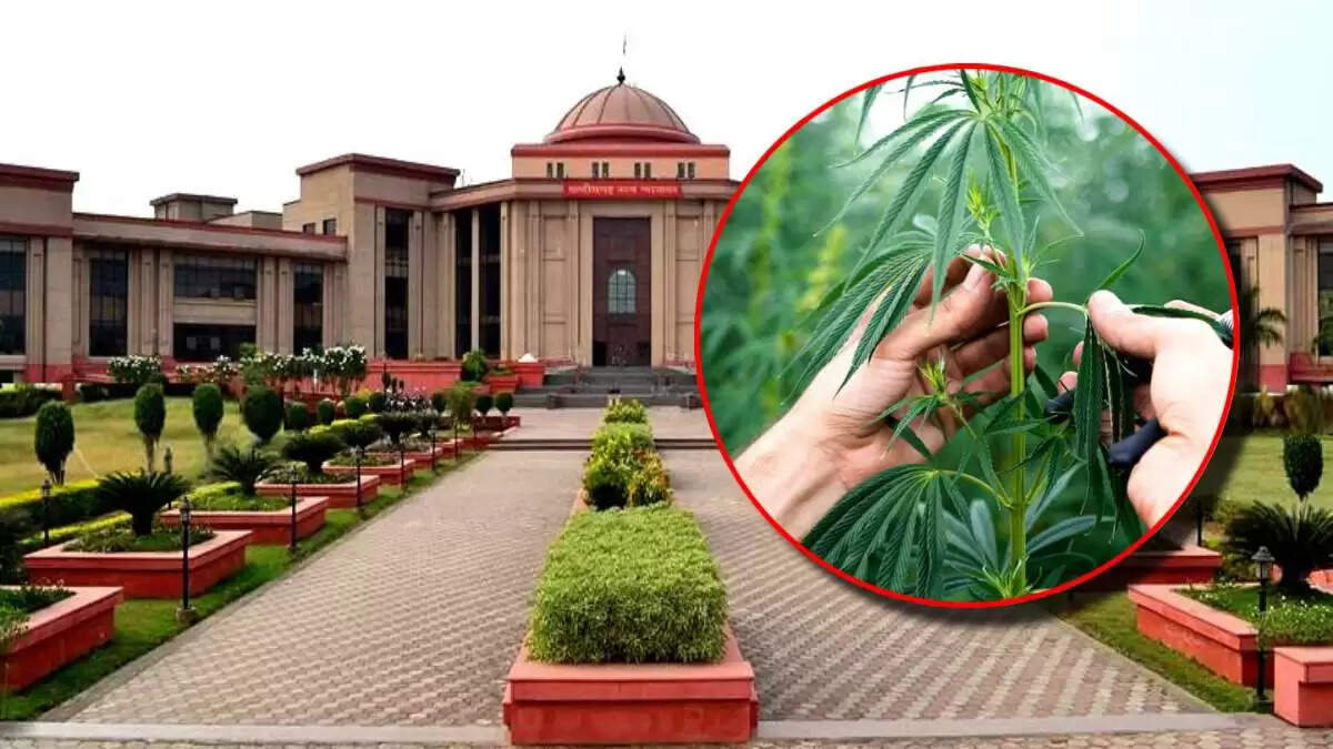 छत्तीसगढ़ हाई कोर्ट का भांग खेती पर बड़ा निर्णय