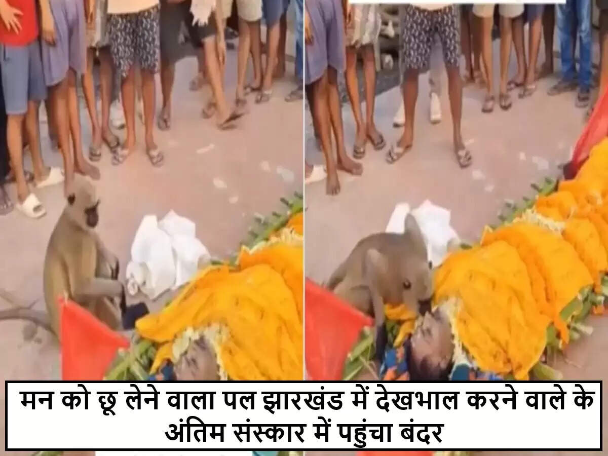 बंदर की भावुकता: अंतिम संस्कार में शामिल हुआ मानव देखभाल करने वाला