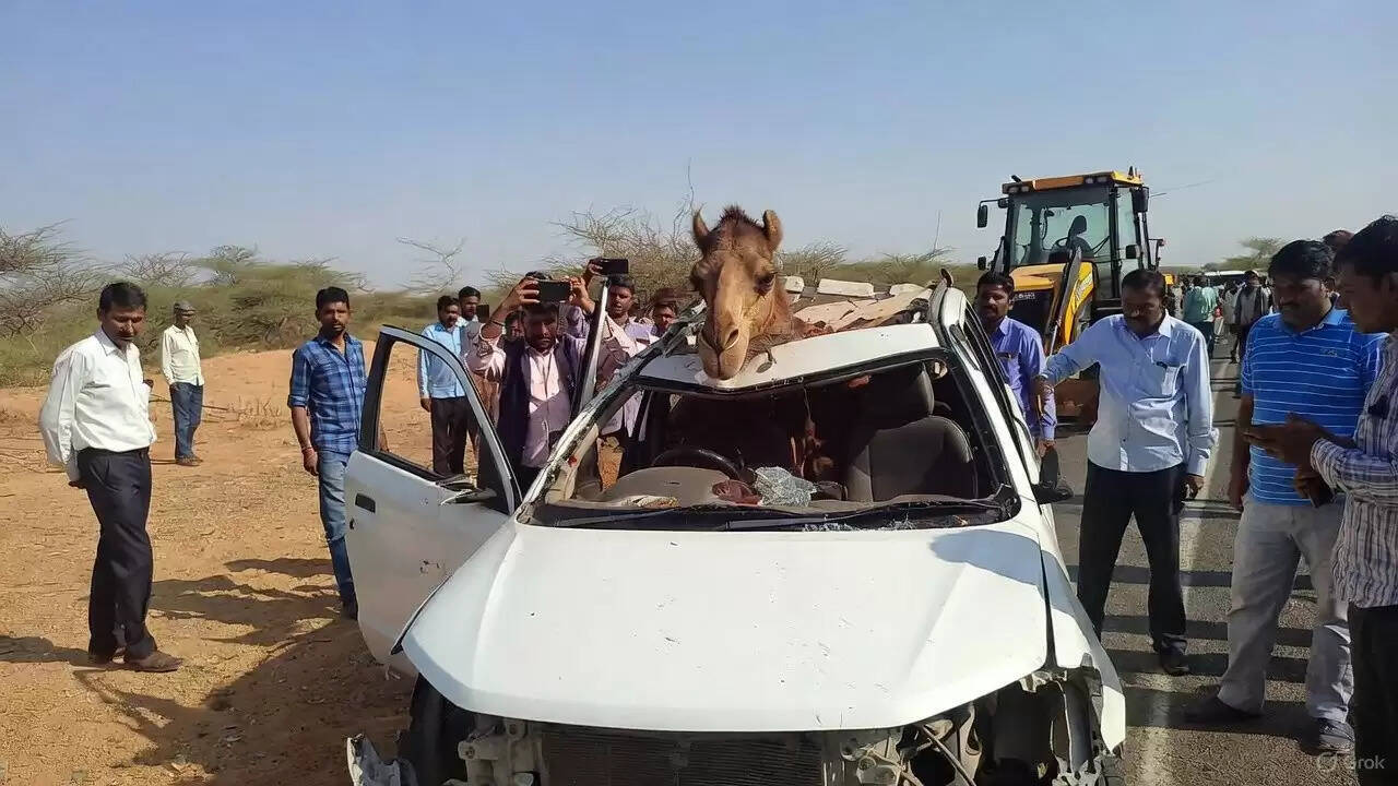 जोधपुर में ऊंट से टकराई तेज रफ्तार कार, चालक गंभीर रूप से घायल