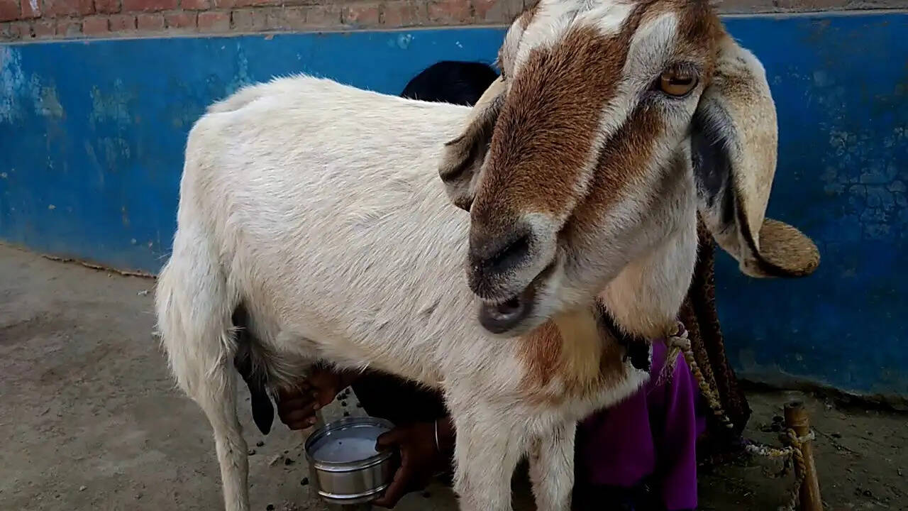 मच्छरों से छुटकारा पाने के लिए प्रभावी घरेलू उपाय