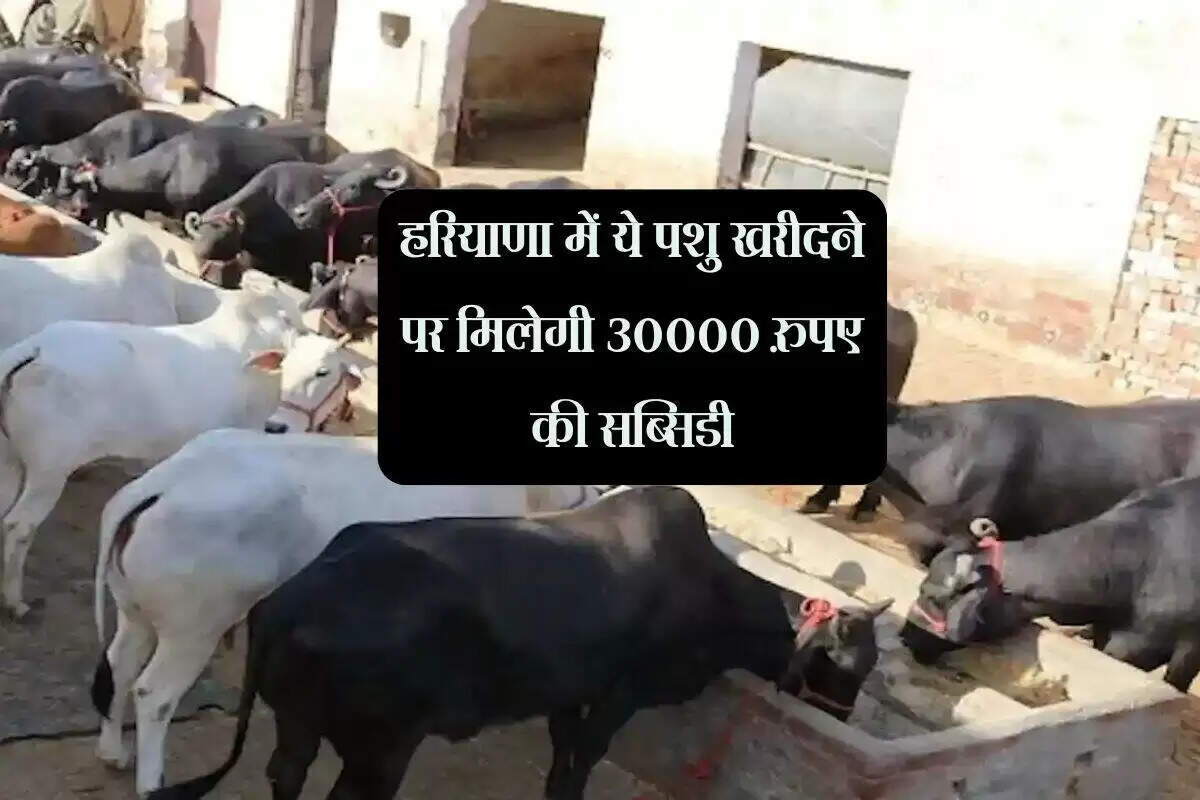 हरियाणा में गोसेवा योजना: किसानों को मिलेगा बड़ा लाभ