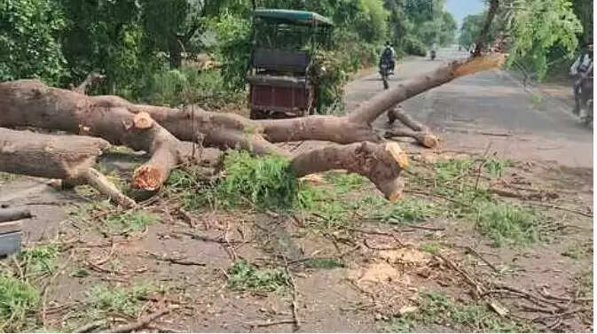 मेरठ में बारिश और भूकंप के बीच पेड़ गिरने से बच्ची की मौत, पिता घायल