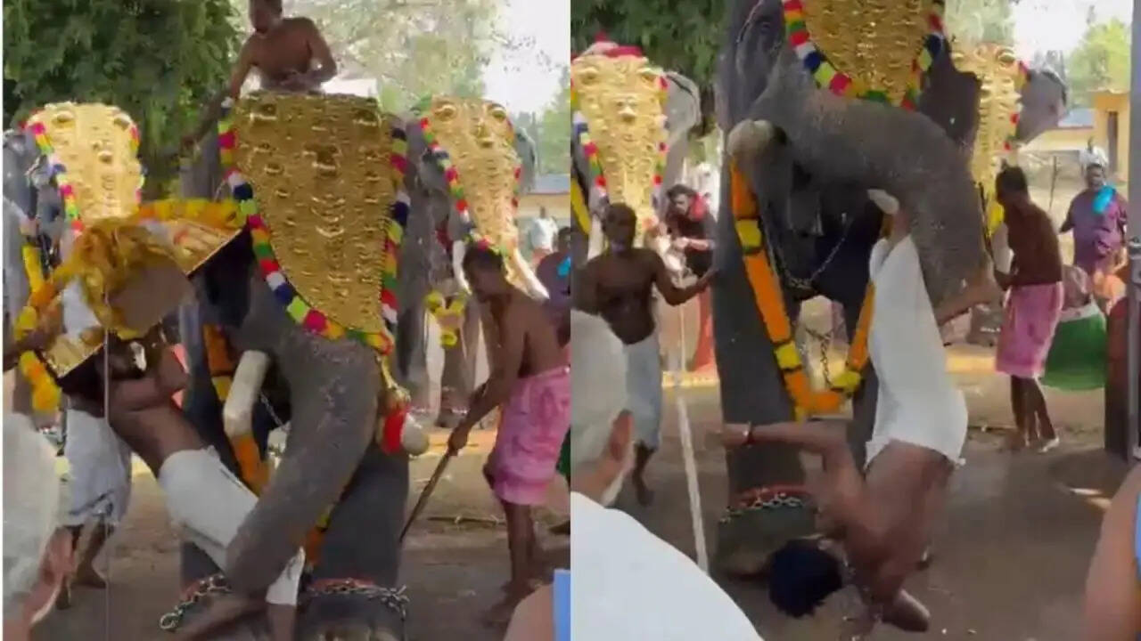 केरल में हाथी ने पुजारी को फेंका, मंदिर उत्सव में मची अफरा-तफरी