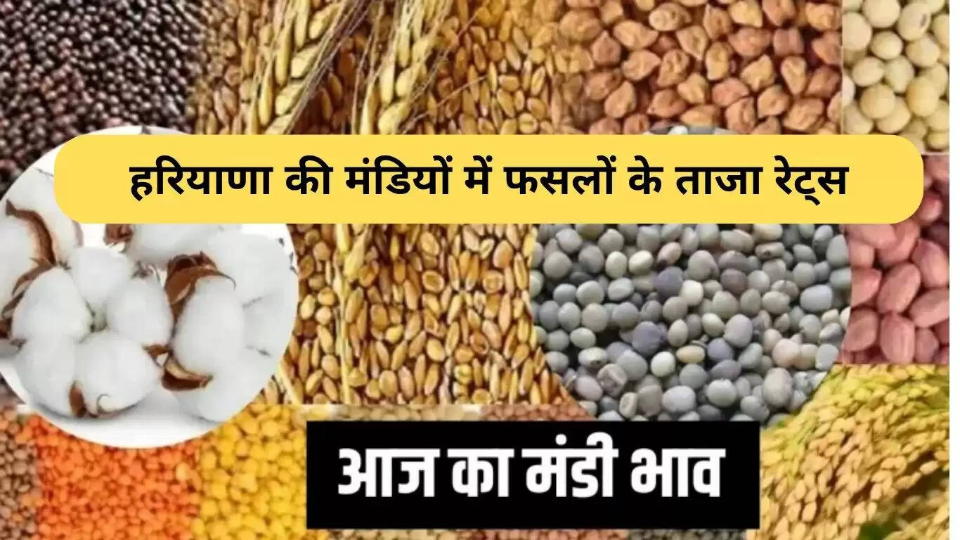 हरियाणा की मंडियों में फसलों के ताजा भाव: सिरसा और ऐलनाबाद