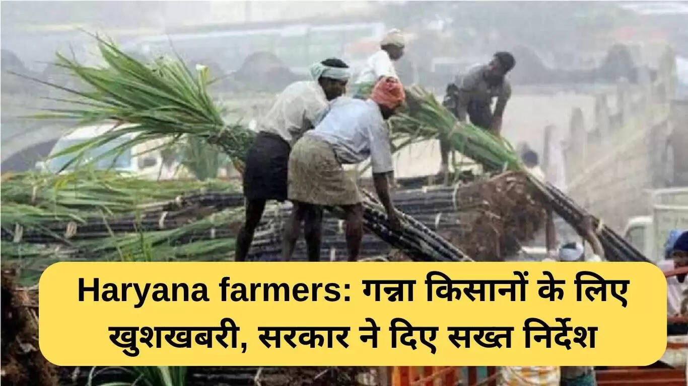 हरियाणा के गन्ना किसानों के लिए राहत: सरकार ने दिए सख्त निर्देश