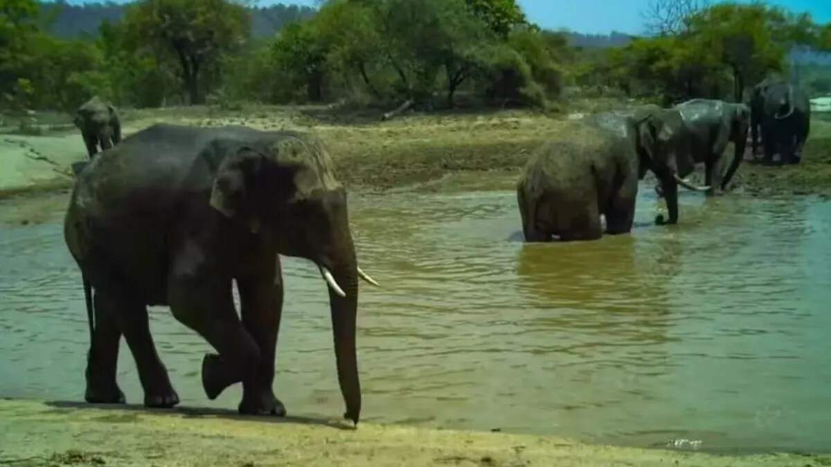 कलेसर नेशनल पार्क: हाथियों का अद्भुत नजारा और पर्यटकों की पसंदीदा सफारी