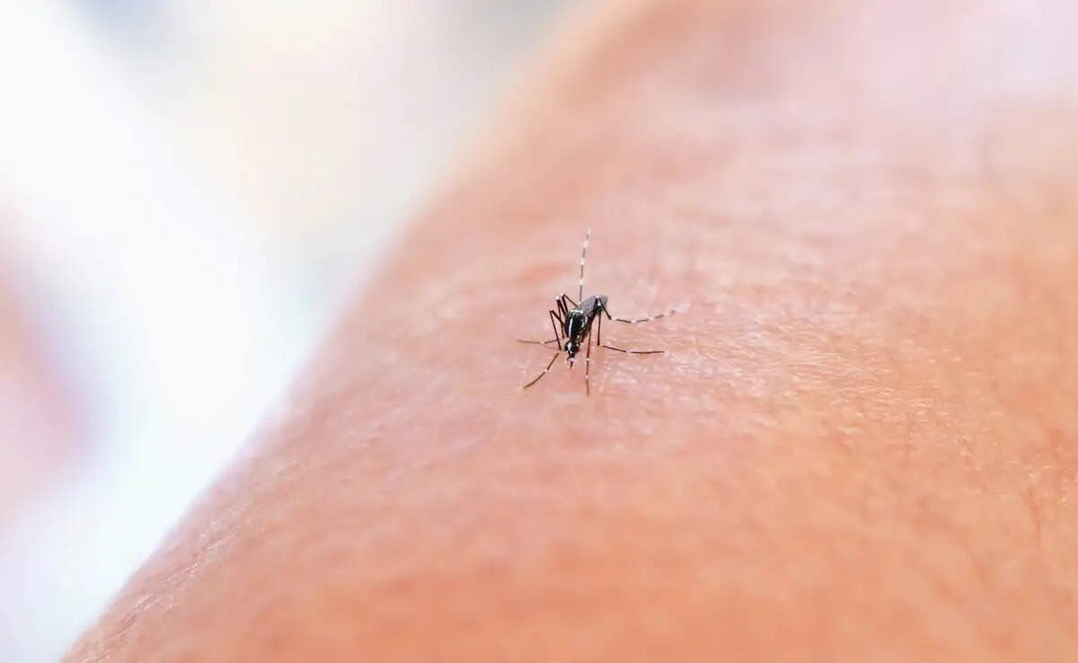 प्राकृतिक उपायों से घर में जीव-जंतुओं से छुटकारा पाने के तरीके