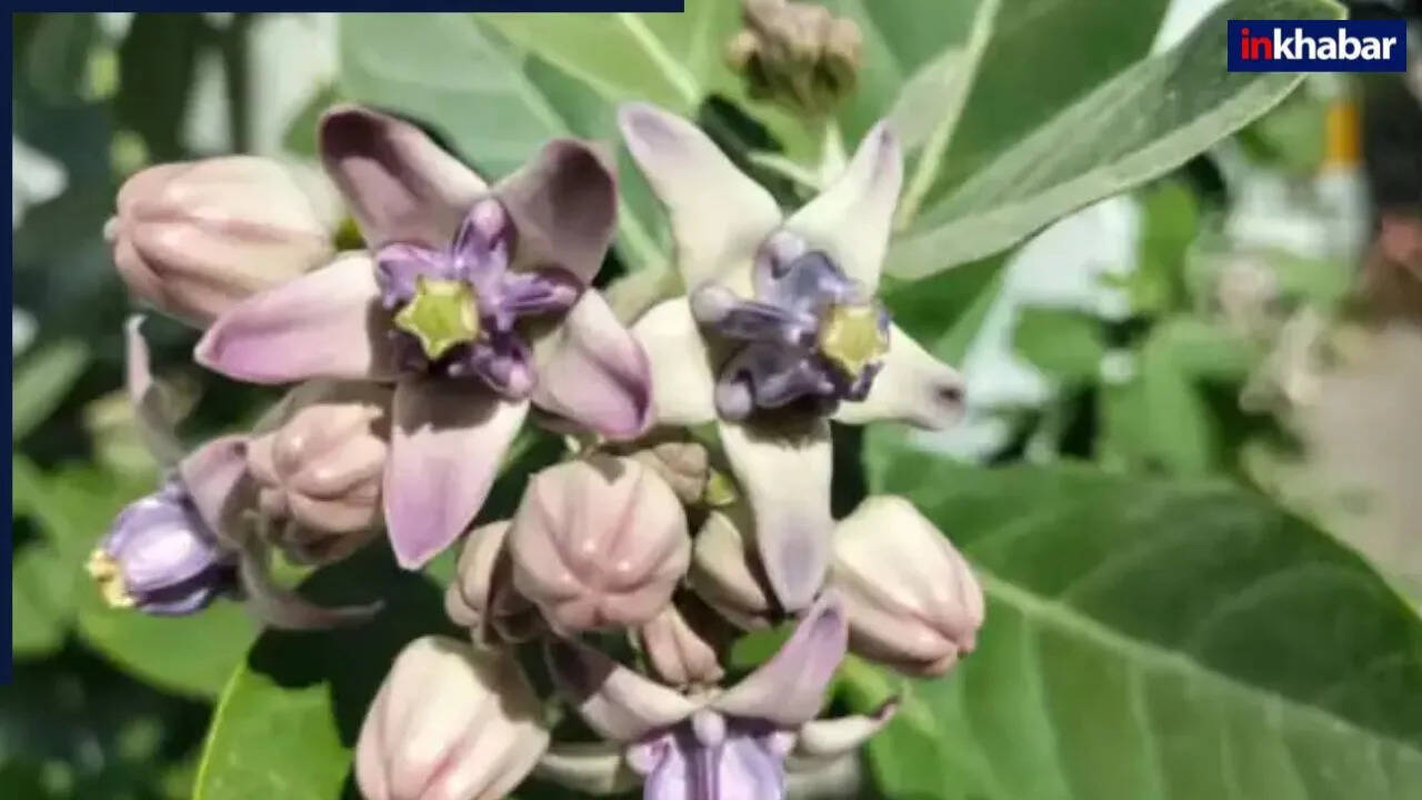 डायबिटीज के लिए आक के पत्तों का उपयोग: जानें कैसे करें इसका सेवन