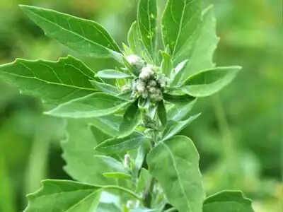 बथुए के स्वास्थ्य लाभ: आयुर्वेद में इसकी महत्ता