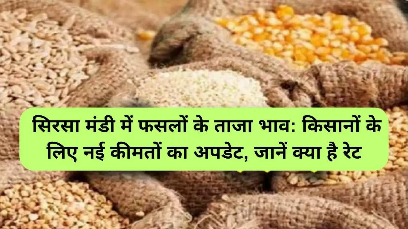 सिरसा मंडी में फसलों के ताजा भाव: जानें नए रेट