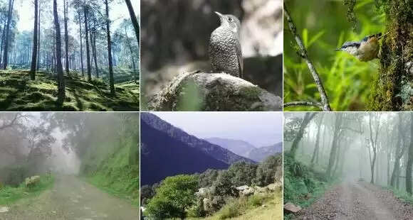 किलबरी बर्ड सेंक्चुरी: पक्षी प्रेमियों के लिए एक अद्भुत स्थल