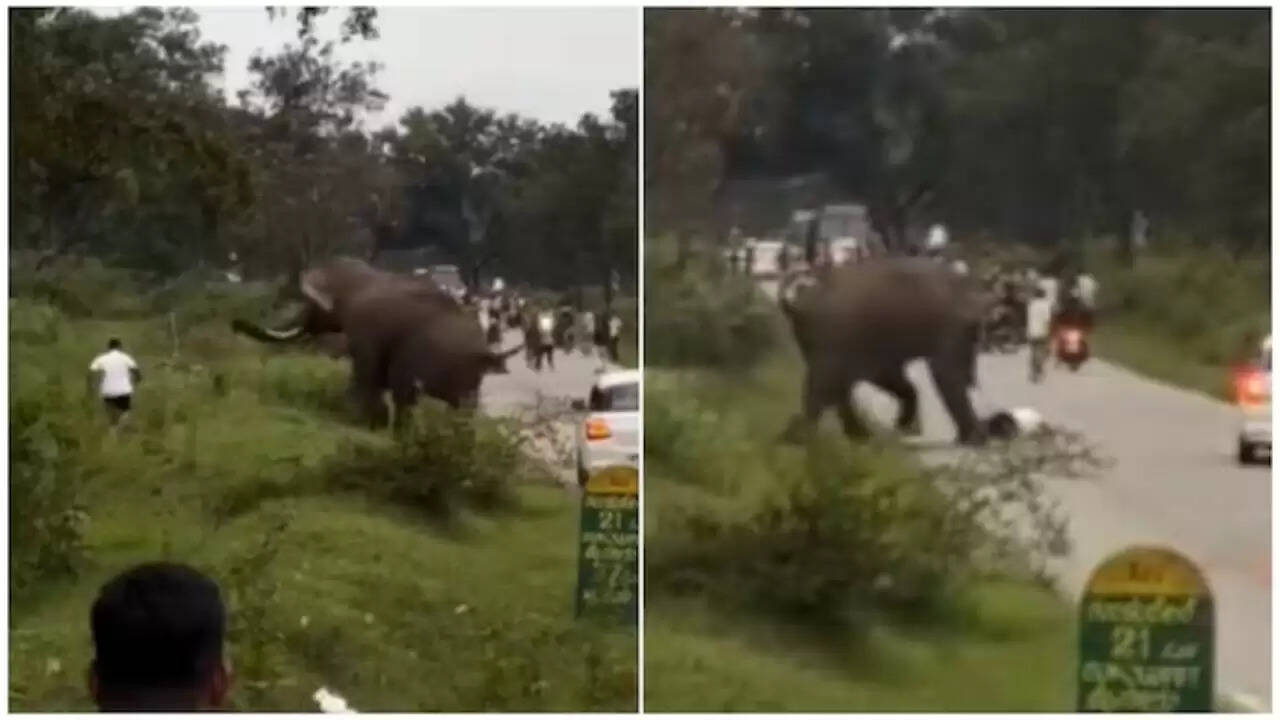 कर्नाटक में हाथी के हमले से टूरिस्ट की जान बची, वीडियो वायरल