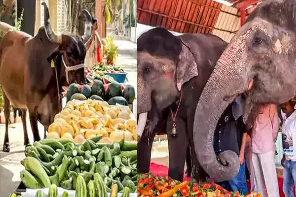 अनंत अंबानी के जन्मदिन पर भव्य दान और जानवरों की सेवा