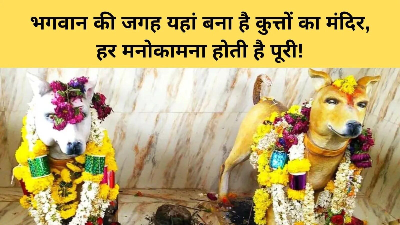 कर्नाटक में अनोखा मंदिर: जहां कुत्तों की होती है पूजा