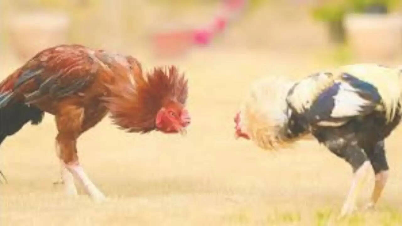 आंध्र प्रदेश में मुर्गा लड़ाई ने बनाया नया रिकॉर्ड, करोड़पति बने रमेश